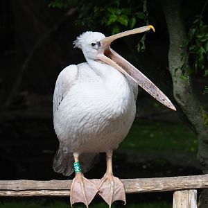 Pink-backed pelican (Pelecanus rufescens), 2019-05-25