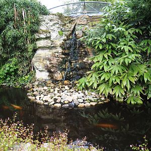 Koi and Russian sturgeon pond and waterfall, 2019-05-25