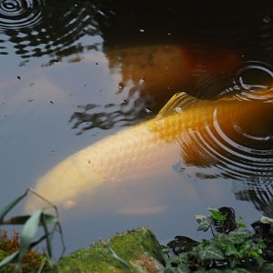 Koi (Cyprinus rubrofuscus), 2019-05-25