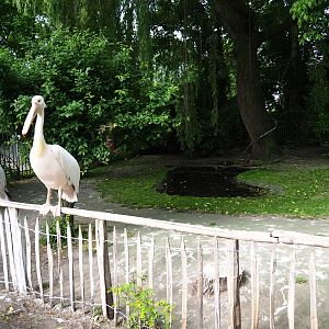 Pink-backed pelican and greater white pelican exhibit, 2019-05-25