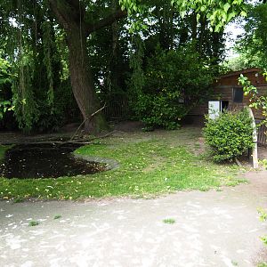 Pink-backed pelican and greater white pelican exhibit, 2019-05-25