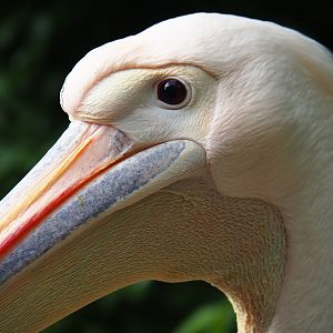 Great white pelican (Pelecanus onocrotalus), 2019-05-25