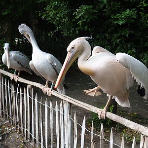 Great white pelicans (Pelecanus onocrotalus) and Pink-backed pelicans (P. rufescens), 2019-05-25