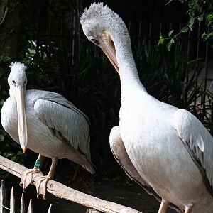 Pink-backed pelicans (Pelecanus rufescens), 2019-05-25