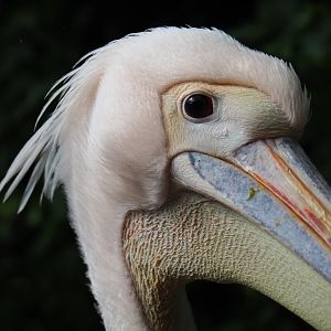 Great white pelican (Pelecanus onocrotalus), 2019-05-25