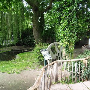 Pink-backed pelican and great white pelican exhibit, 2019-05-25