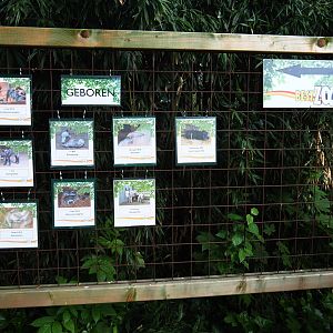 Birth signs, 2019-05-25