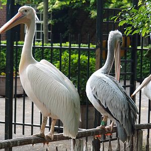 Great white pelican (Pelecanus onocrotalus) and Pink-backed pelican (P. rufescens), 2019-05-25