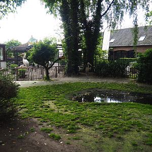 Pink-backed pelican and great white pelican exhibit, 2019-05-25