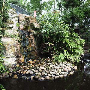 Koi and Russian sturgeon pond and waterfall, 2019-05-25