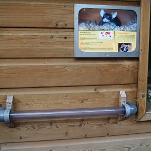 Domestic mouse exhibit - Sign and tube between parts of the exhibit, 2019-05-25