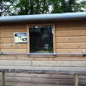 Terrarium house - Domestic mouse exhibit and tunnels and bearded dragon terrarium, 2019-05-25