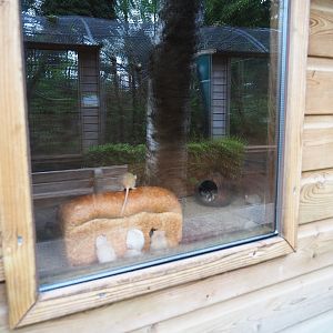 Domestic mouse exhibit - With loaf of bread, 2019-05-25