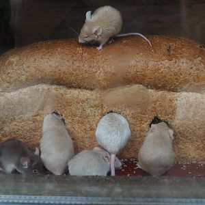 Domestic mice (Mus musculus domestica) with loaf of bread, 2019-05-25