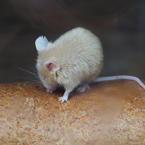 Domestic mouse (Mus musculus), 2019-05-25