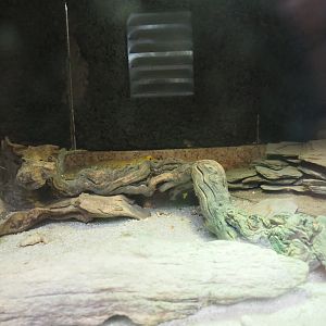 Bearded dragon terrarium, 2019-25-25