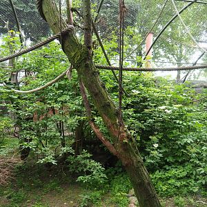 Common squirrel monkey and Victoria crowned pigeon exhibit, 2019-05-25