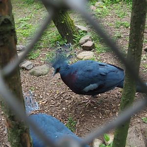 Victoria crowned pigeon (Goura victoria), 2019-05-25