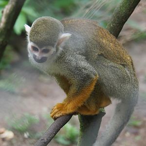 Common squirrel monkey (Saimiri sciureus), 2019-05-25