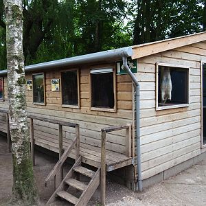 Tamandua and terrarium house, 2019-05-25