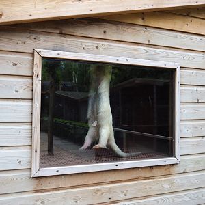 Southern tamandua (Tamandua tetradactyla) gymnastics, 2019-05-25