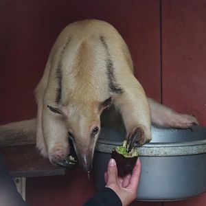 Southern tamandua (Tamandua tetradactyla), 2019-05-25