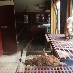 Southern tamandua exhibits, 2019-05-25