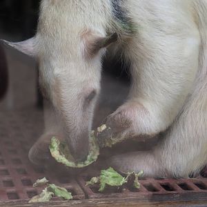 Southern tamandua (Tamandua tetradactyla) eating avocado, 2019-05-25