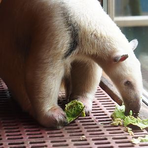 Southern tamandua (Tamandua tetradactyla) eating avocado, 2019-05-25