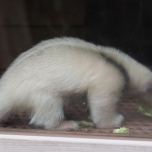 Juvenile Southern tamandua (Tamandua tetradactyla) eating avocado, 2019-05-25