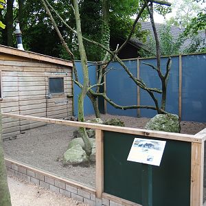 Striped skunk (and Southern tamandua?) exhibit, 2019-05-25