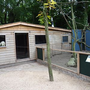 Tamandua house and striped skunk/Southern tamandua exhibit, 2019-05-25