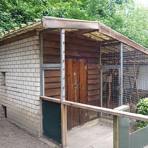 Striped skunk barn and Northern yellow-throated marten cage, 2019-05-25