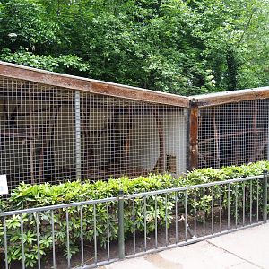 Naff Northern yellow-throated marten cages, 2019-05-25