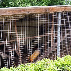 Naff Northern yellow-throated marten cage, 2019-05-25