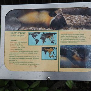 Sign Northern yellow-throated marten, 2019-05-25