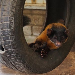 Northern yellow-throated marten (Martes flavigula aterrima), 2019-05-25