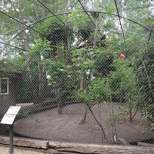White-faced ibis, buff-necked ibis, scarlet ibis, white mandarin duck and Cumberland slider aviary, 2019-05-25