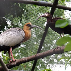 Buff-necked ibis (Theristicus caudatus) and White-faced ibis (Plegadis chihi), 2019-05-25