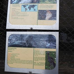 Signs buff-necked and white-faced ibis, 2019-05-25