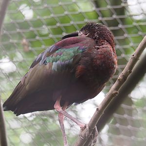 White-faced ibis (Plegadis chihi), 2019-05-25