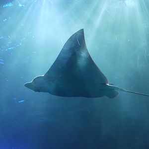 Spotted Eagle Ray