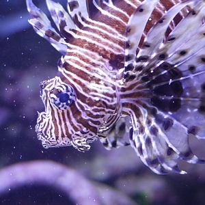 Red Lionfish