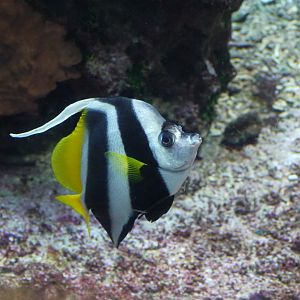 Pennant Coralfish