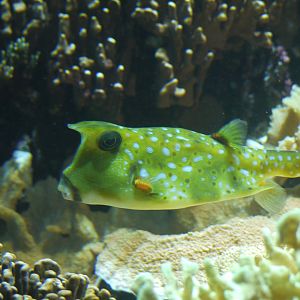 Longhorn Cowfish