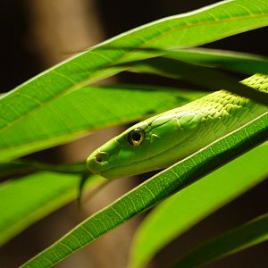 Eastern Green Mamba