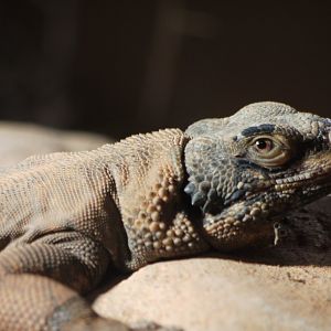 Common Chuckwalla