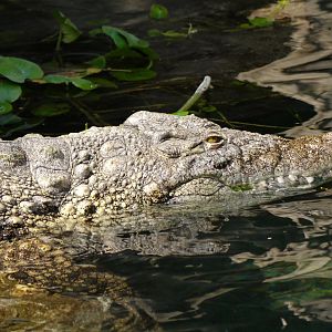 Nile Crocodile