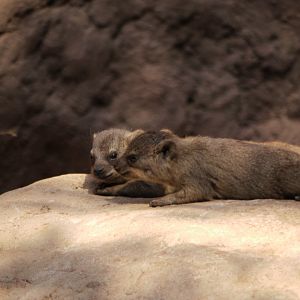 Common Rock Hyrax