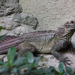 Philippine Sailfin Lizard